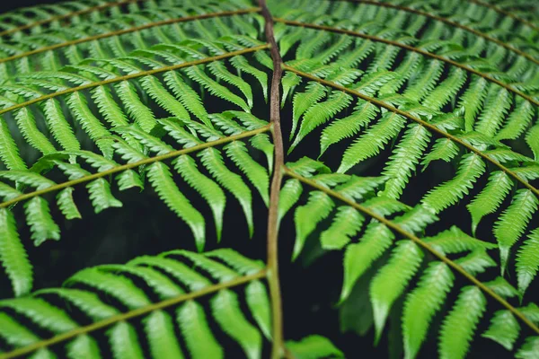 Helecho Deja Fondo Verde Naturaleza — Foto de Stock