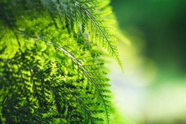Fern yaprak yeşil doğa arka plan akşam ışığı