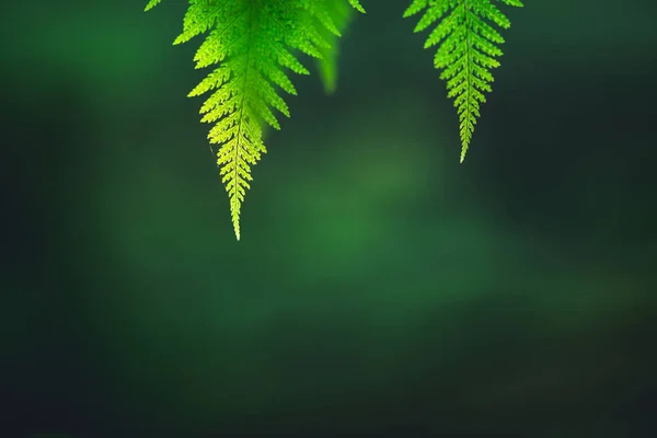 Fern Liść Zielony Natura Tło Wieczór Światła — Zdjęcie stockowe