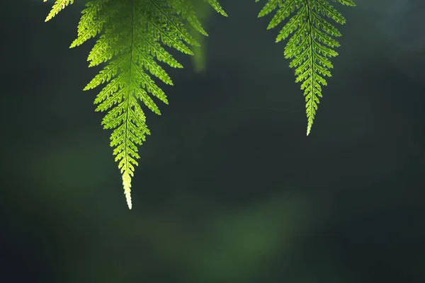 Fern Leaf Grön Natur Bakgrund Kvällsljus — Stockfoto