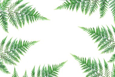 Fern ayrı tut moduyla arka planı yeşil yaprak