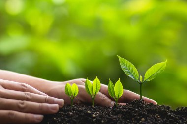 Dikim ağaçları dünya kavramı kaydetmek büyüyen ağaçlar lideri