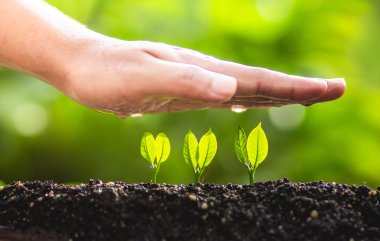 Genç bitki ağaç doğa dünya kavramı kaydetmek