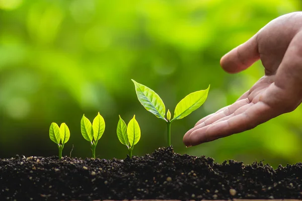 Dikim ağaçları dünya kavramı kaydetmek büyüyen ağaçlar lideri