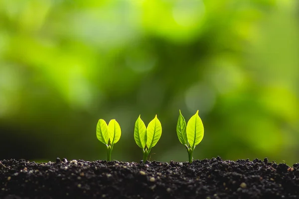 Genç bitki ağaç doğa dünya kavramı kaydetmek