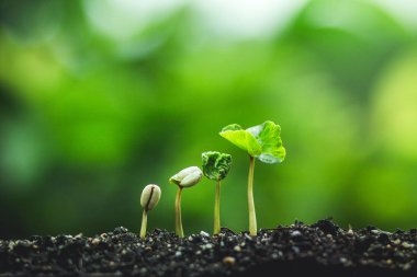 Kahve ağacı tohumları doğa yağışlı sezon içinde büyüyen dikim