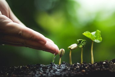 Kahve ağacı tohumları doğa yağışlı sezon içinde büyüyen dikim