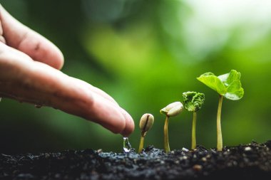 Kahve ağacı tohumları doğa yağışlı sezon içinde büyüyen dikim