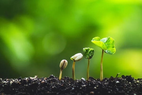 Copac Cafea Creștere Semințe Plantare Natură Sezon Ploios — Fotografie, imagine de stoc