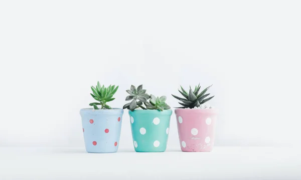 Etli içinde sevimli beyaz arka plan pot