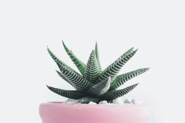 Succulent Cute Pot White Background — Stock Photo, Image