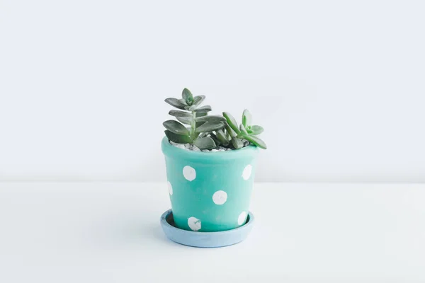 Succulent Cute Pot White Background — Stock Photo, Image