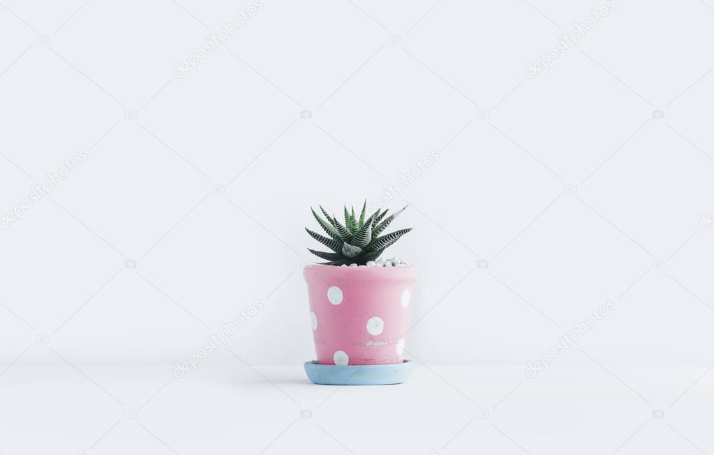 Succulent In the cute pot White background