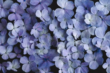 Ortanca çiçek mor içinde siyah arka plan