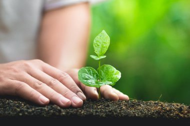 Genç eller dünya kavramı kaydetmek kahve ağaç bitki