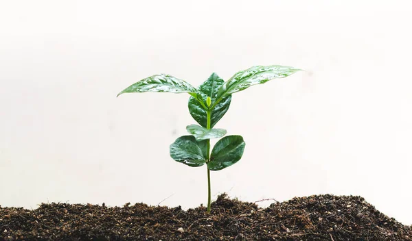 Manos Jóvenes Planta Árbol Café Salvar Concepto Del Mundo — Foto de Stock