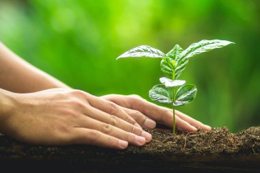 Dikim ağaç Bakımı kahve ağacı doğal arka planda el 