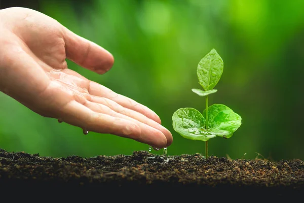 Hand Van Beplanting Tree Care Koffie Boom Natuurlijke Achtergrond — Stockfoto