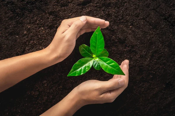 Ağaç dikme, insan iyi toprak, yaprak yeşil kahve ağacı ağacında koru el