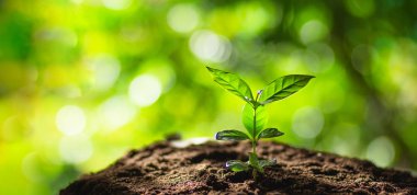 Kahve ağacı doğa yeşil akşam ışık