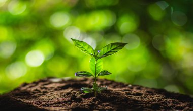 Kahve ağacı doğa yeşil akşam ışık