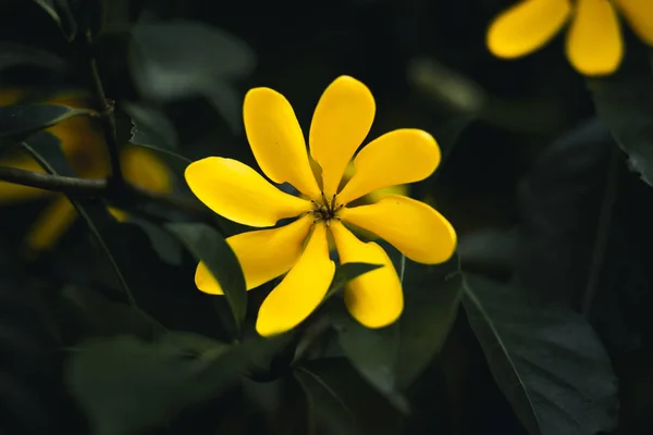 Flor Amarilla Naturaleza Fondo Tono Oscuro — Foto de Stock