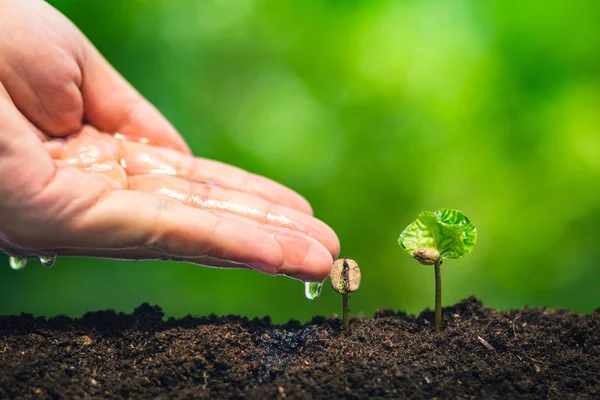 Kaffeesämlinge Der Natur Pflanzen Ein Baumkonzept — Stockfoto