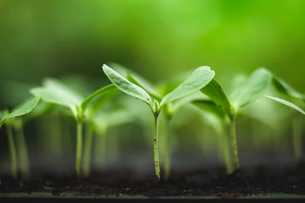 Sapling Planta Joven Melón Diez Días Naturaleza Verde — Foto de Stock