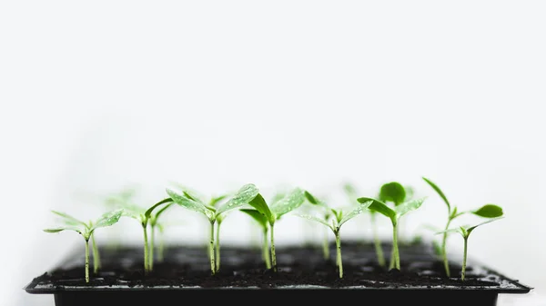 Sapling Planta Joven Melón Diez Días Naturaleza Verde — Foto de Stock