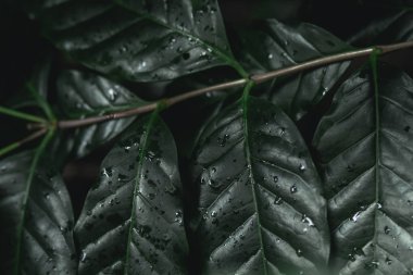 Yeşil kahve çiğ kahve koyu tonda