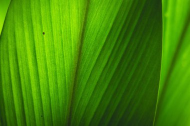 Yeşil yaprak closeup arka plan