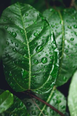 doğada yapraklarda su damlaları