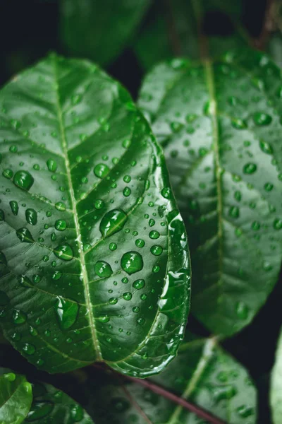 Gotas Agua Las Hojas Naturaleza — Foto de Stock