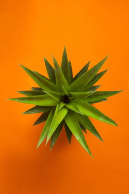 Taze ananas arka planda turuncu