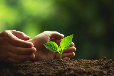 Bir ağaç doğal ağaç yeşil adam fidan doğada bitki