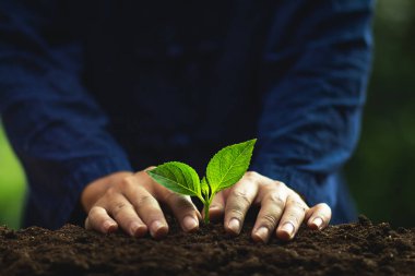 Bir ağaç doğal ağaç yeşil adam fidan doğada bitki