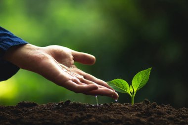 Bir ağaç doğal ağaç yeşil adam fidan doğada bitki