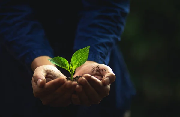 Plante Uma Árvore Árvore Natural Mudas Verdes Backgroun Natureza — Fotografia de Stock