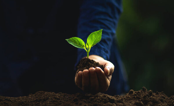 Plant a tree Natural tree Green backgroun seedlings in nature