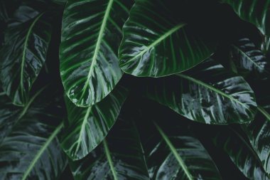 Düşük anahtar modern tarzı tonlu arka plan görüntüsü yeşil yaprakları