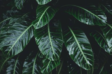 Düşük anahtar modern tarzı tonlu arka plan görüntüsü yeşil yaprakları