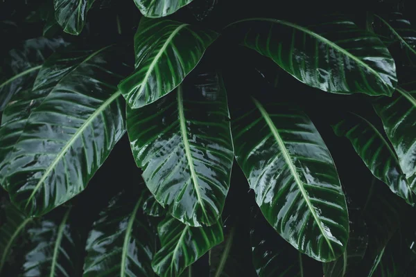 Düşük anahtar modern tarzı tonlu arka plan görüntüsü yeşil yaprakları