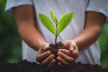 Bir ağaç yeşil taze doğal arka plan bitki fidan doğada bitki