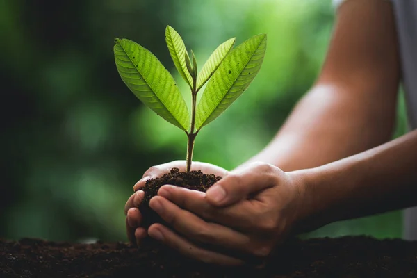 Planta Mudas Natureza Planta Uma Árvore Verde Fresco Fundo Natural — Fotografia de Stock