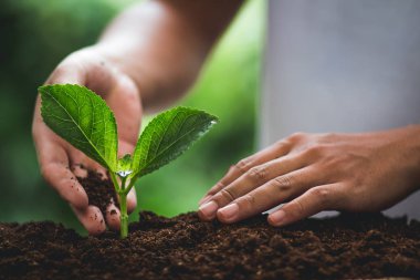 Fidan bitki doğa içinde bir ağaç doğal arka Yeşil taze bitki