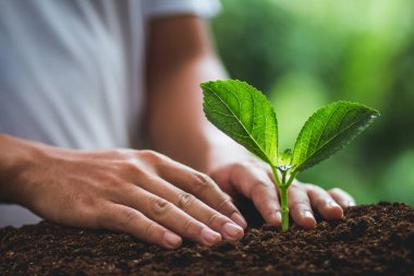 Fidan bitki doğa içinde bir ağaç doğal arka Yeşil taze bitki