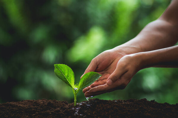 Plant seedlings in nature plant a tree natural background green fresh