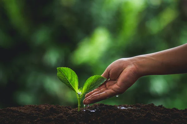 Sadzonki Roślin Naturze Roślina Tło Naturalne Drzewo Roślina Zielony Świeży — Zdjęcie stockowe