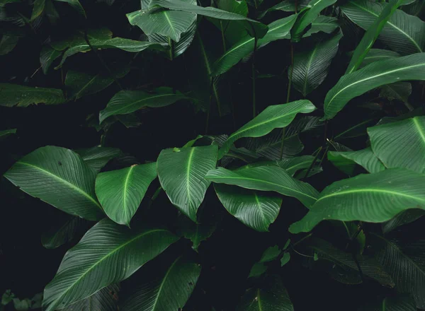緑の葉低キー現代スタイル トーン背景画像 — ストック写真