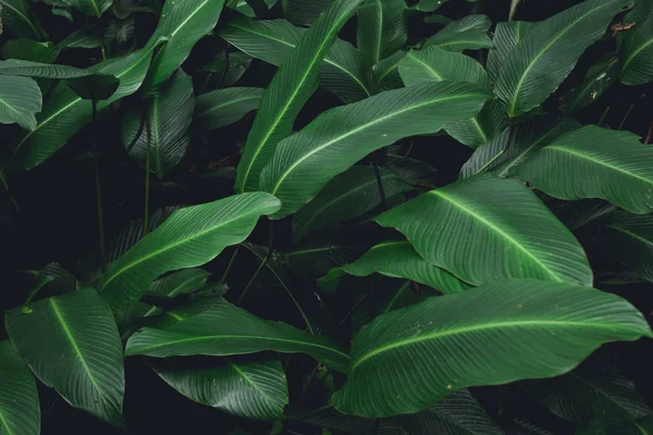 Folhas Verdes Baixo Estilo Moderno Tonificado Imagem Fundo — Fotografia de Stock